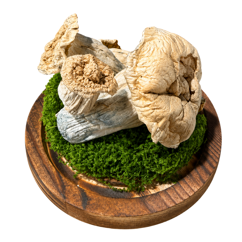 Mushrooms
